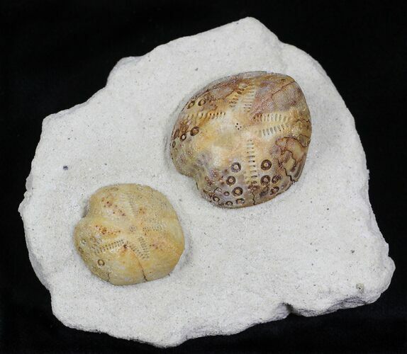 Two Lovenia Sea Urchin Fossil - Beaumaris, Australia #22181